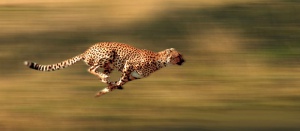 Gepard.jpg