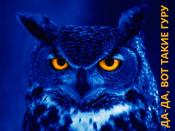 BlueOwlGuru.jpg