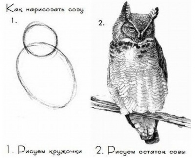 Как нарисовать сову.jpg