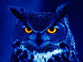 BlueOwl.jpg