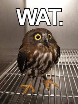 WAT Owl.jpg