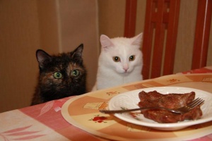 Cat shared cache.jpg